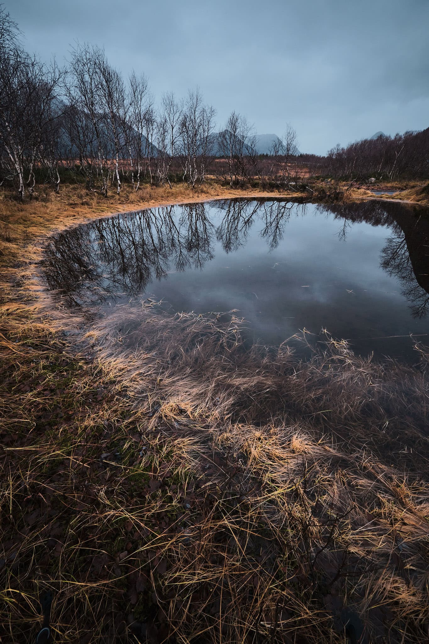 Kristian-Dill-Photographe-Paysage-Norvège-Vesterålen-Lac-Eau-Bouleaux-Reflet-Montagne