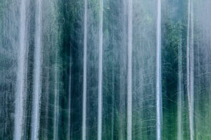 Maguy Bovier-Photographe-Créativité-Forêt-Flou-Tronc-Branche