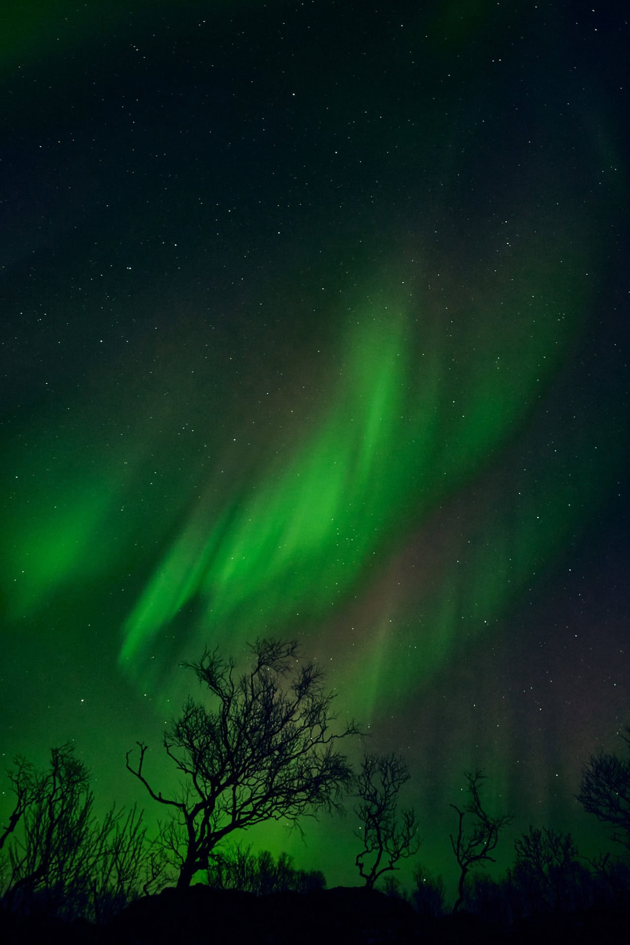 Kristian-Dill-Photographe-Paysage-Norvège-Vesterålen-Aurore-Boréale-Arbre-Montagne-Nuit-Vert