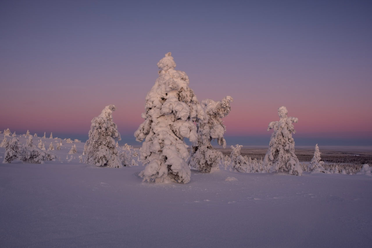 Maguy-Bovier-Photographe-Paysage-Finlande-Laponie-Epicéa-Neige-Arbre-Candélabre-Froid-Pastel-Coucher-Soleil