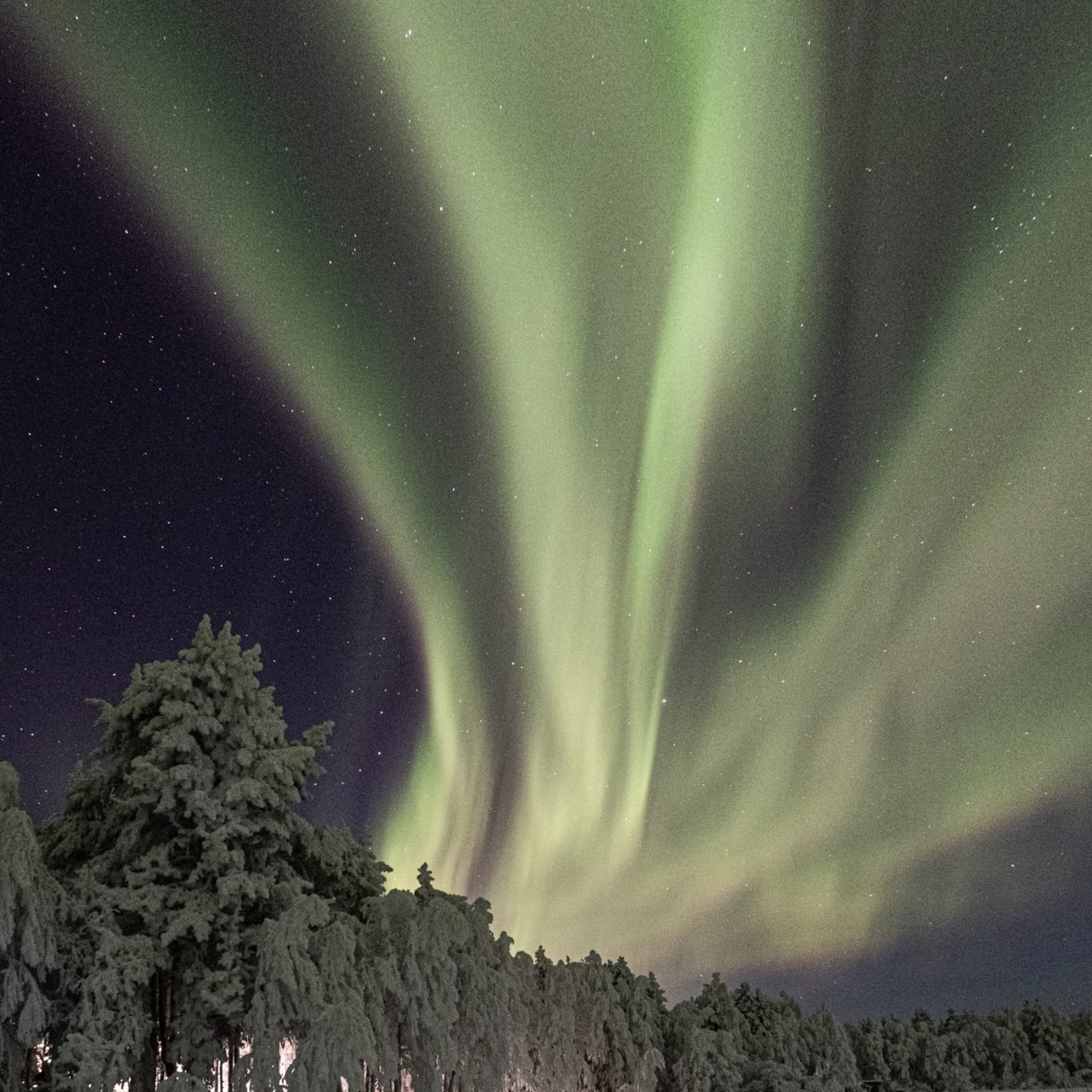 Maguy-Bovier-Photographe-Paysage-Finlande-Laponie-Forêt-Epicéa-Arbre-Aurore-Boréale-Ciel-Etoile