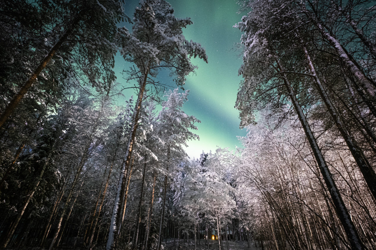 Maguy-Bovier-Photographe-Paysage-Finlande-Laponie-Forêt-Epicéa-Neige-Arbre-Aurore-Boréale-Ciel-Cabane